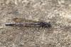 Argia fumipennis